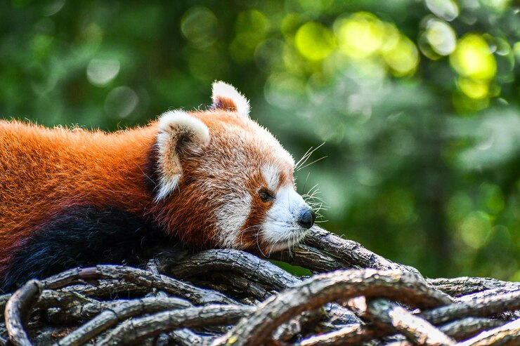 Close up View of a Red Panda